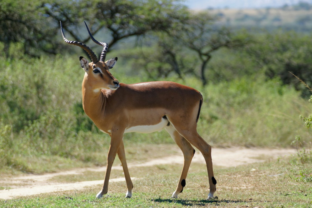 Antelope