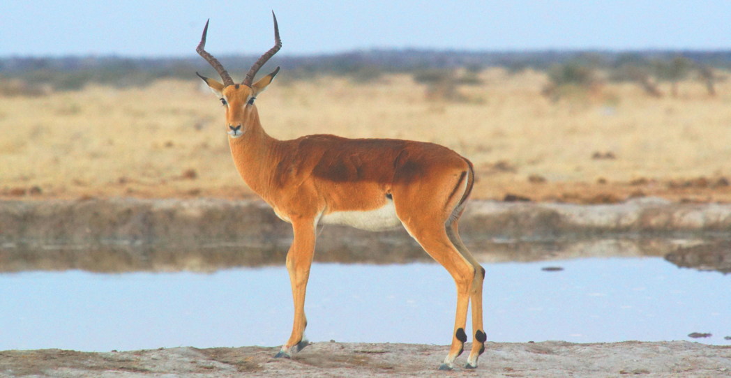 Antelope