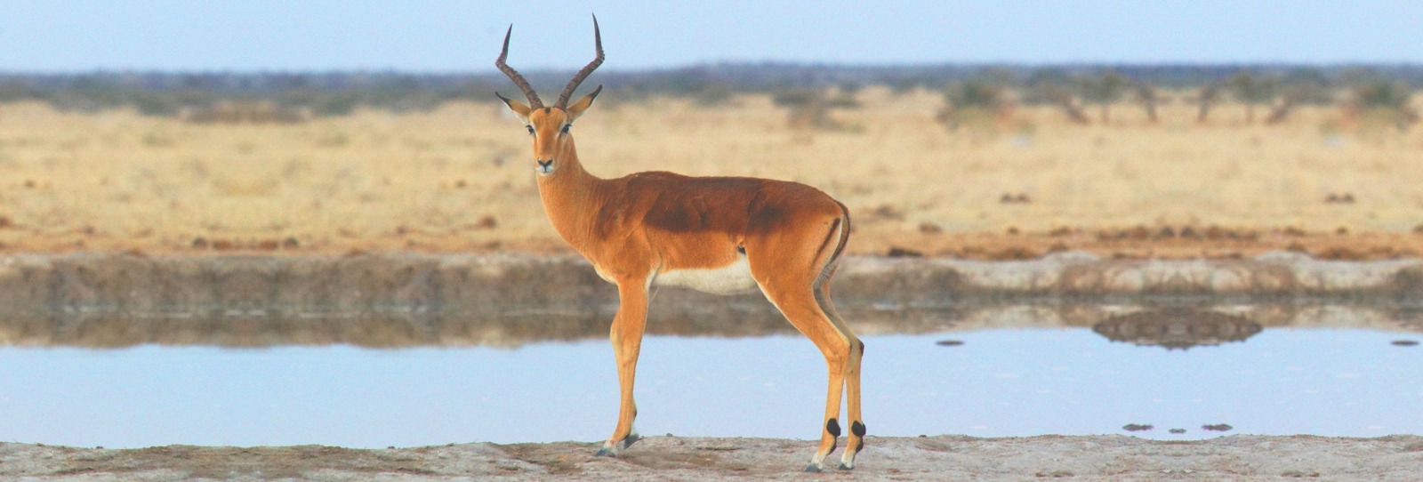 Antelope